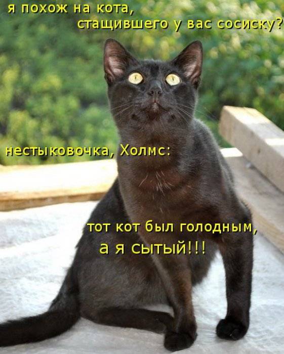 Любимые коты