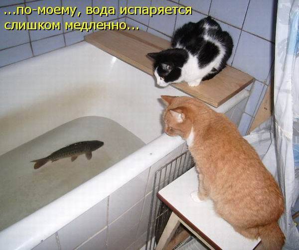 Любимые коты