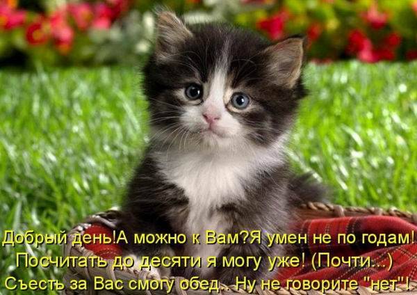 Любимые коты