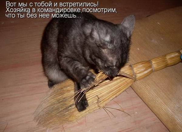 Любимые коты