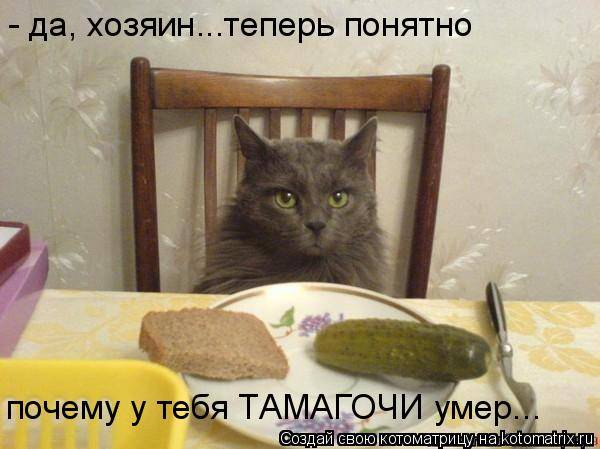 Котоматрица