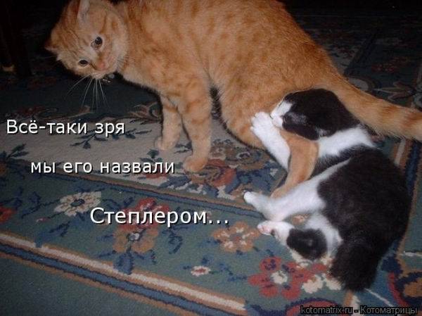 Котоматрица