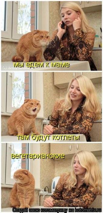 Котоматрица