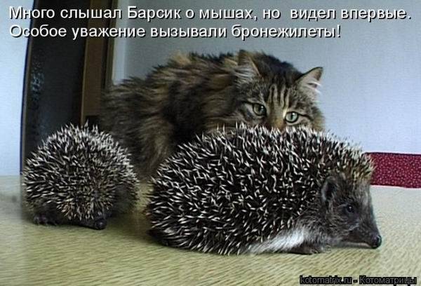 Котоматрица