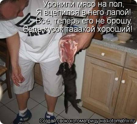 Котоматрица