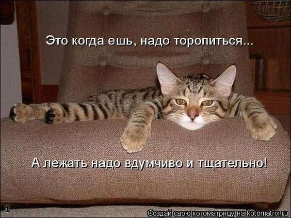 Котоматрица