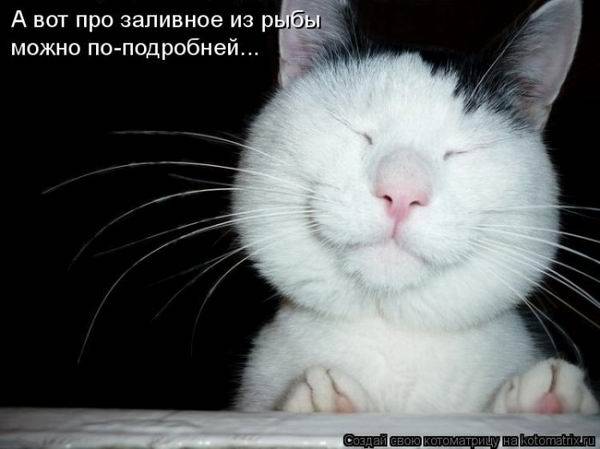 Котоматрица