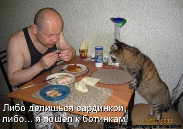 Котоматрица