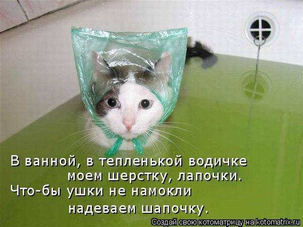 Котоматрица