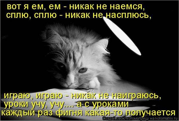 Котоматрицы