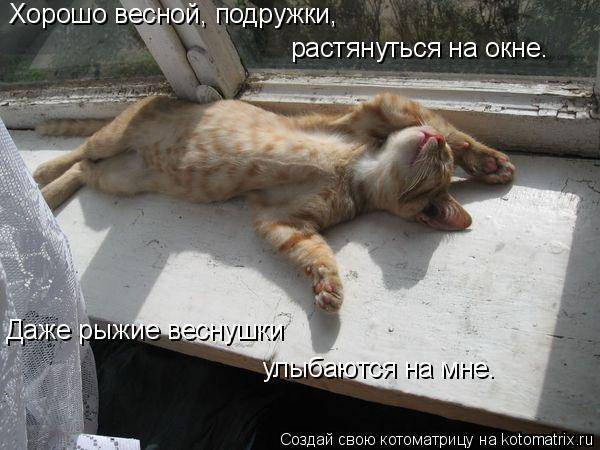 Котоматрицы