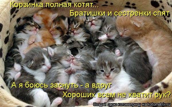 Котоматрицы