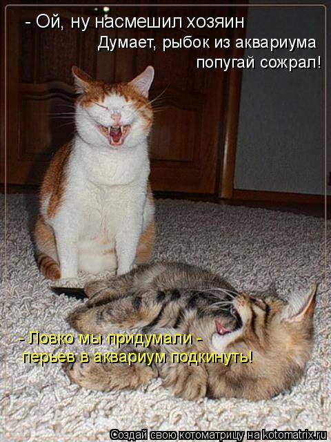 Котоматрицы