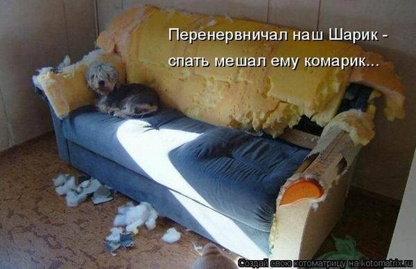 Котоматрицы