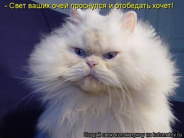 Котоматрицы