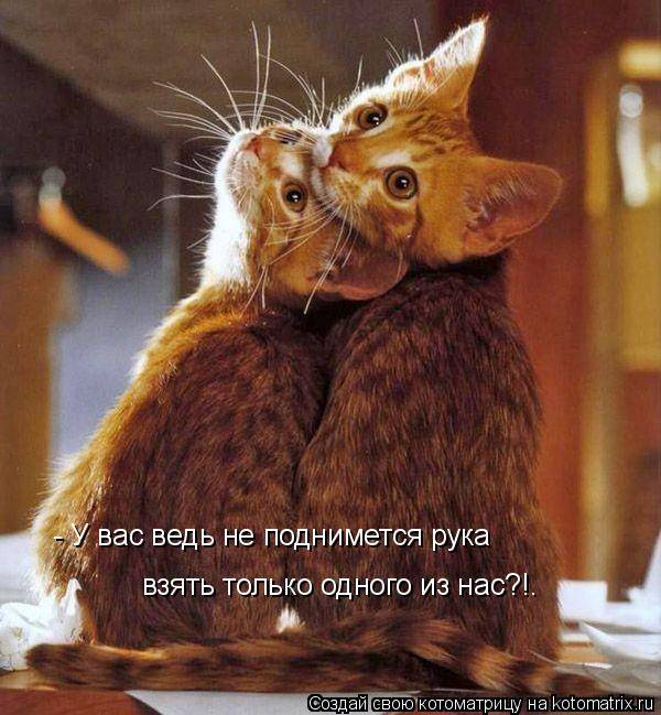 Котоматрицы