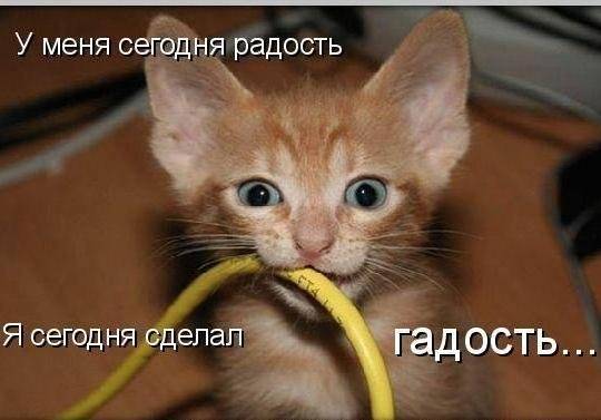 Котоматрицы