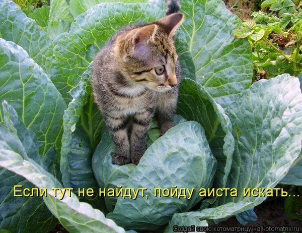 Котоматрицы