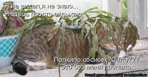 Котоматрицы