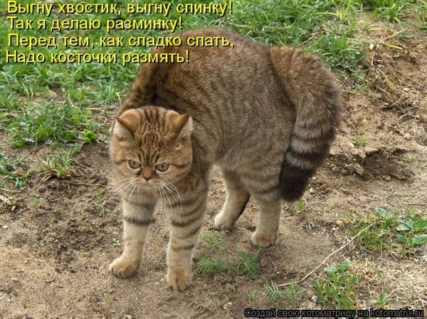 Котоматрицы