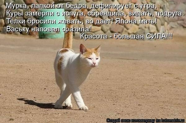 Котоматрицы