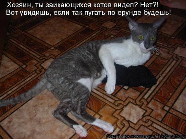 Котоматрицы