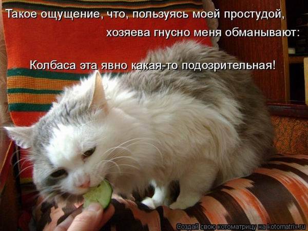 Котоматрицы