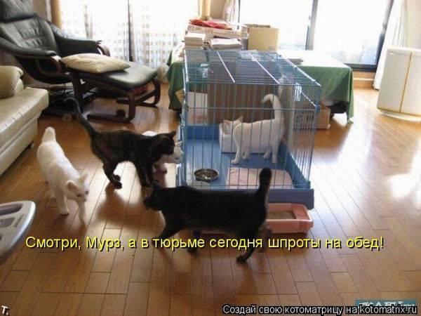 Котоматрицы