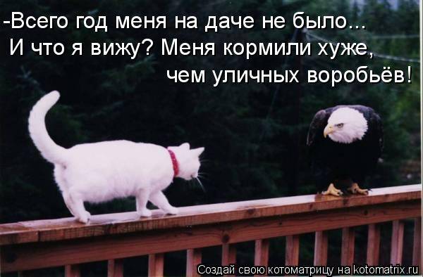 Котоматрицы