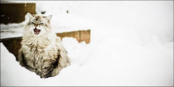 Снежные коты