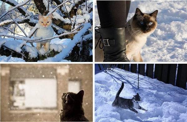 Снежные коты