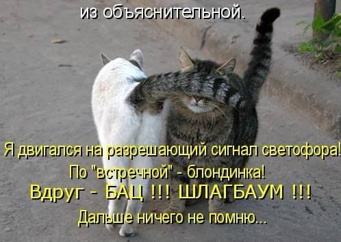 Котоматрицы