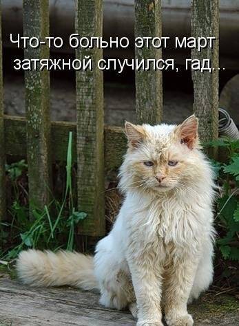 Котоматрицы