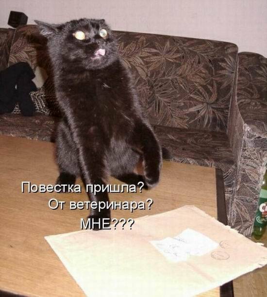 Котоматрицы