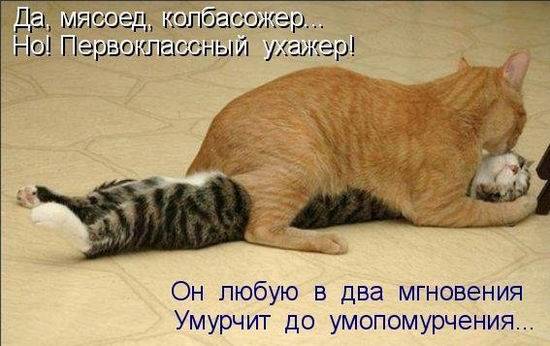 Котоматрицы