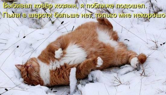 Котоматрицы