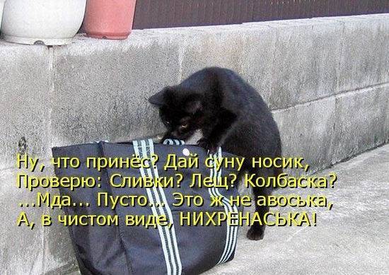 Котоматрицы