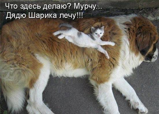 Котоматрицы