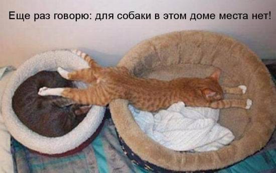 Котоматрицы