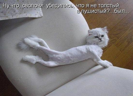 Котоматрицы