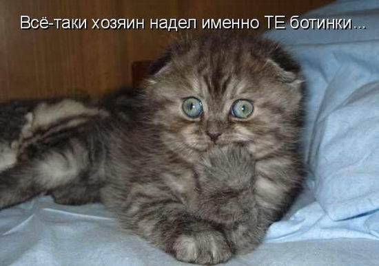 Котоматрицы