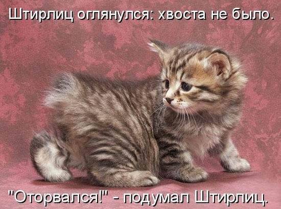 Котоматрицы