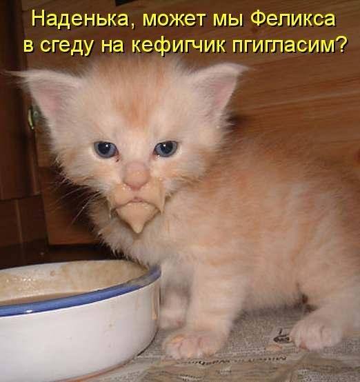 Котоматрицы