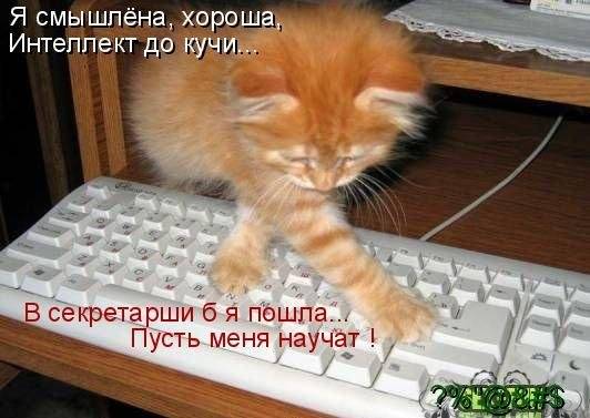 Котоматрицы