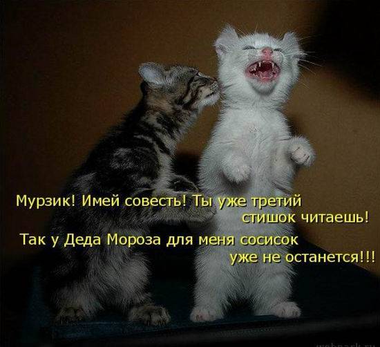 Котоматрицы