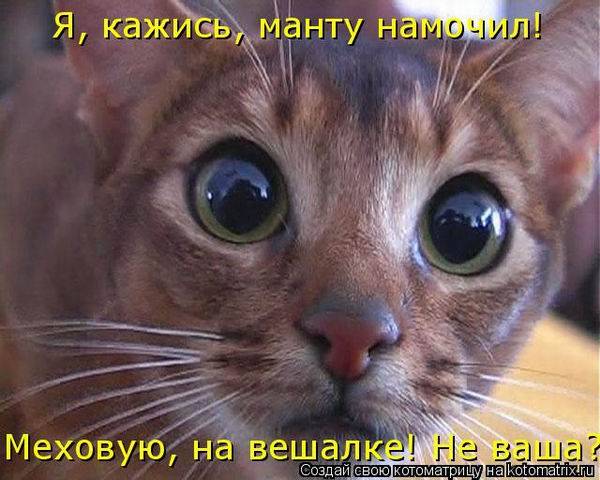 Котоматричная животинка