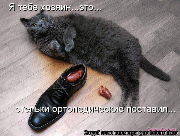 Котоматричная животинка