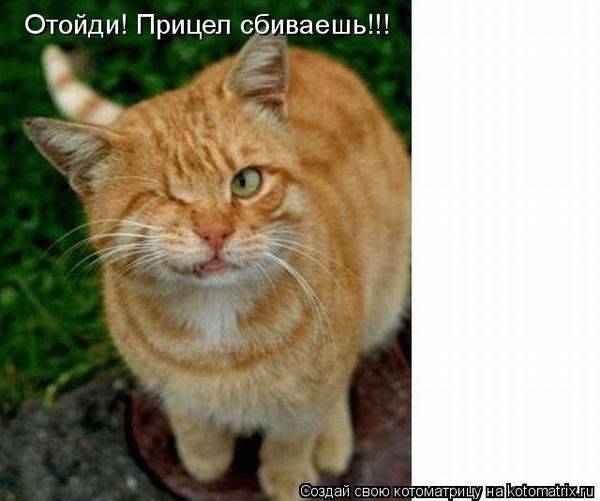 Котоматричная животинка