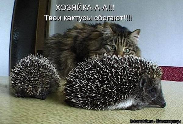 Котоматричная животинка