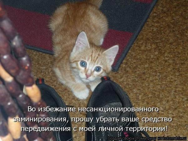 Котоматричная животинка